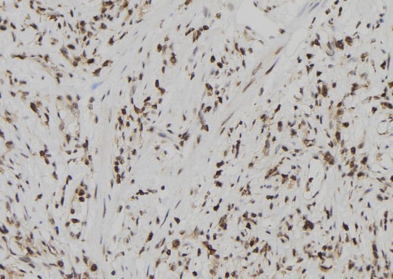 USP39 Antibody