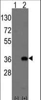 MSX2 / MSH Antibody (aa191-222)