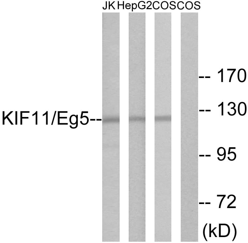 KIF11 / EG5 Antibody (aa892-941)