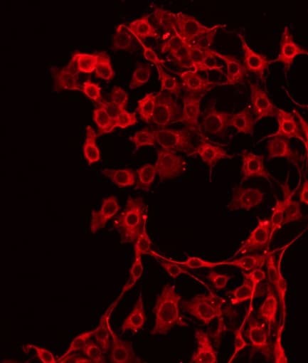 c-Met Antibody (phospho-Tyr1349)