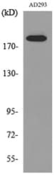 A2M / Alpha-2-Macroglobulin Antibody