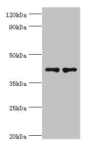 CD33 Antibody (aa49-259)