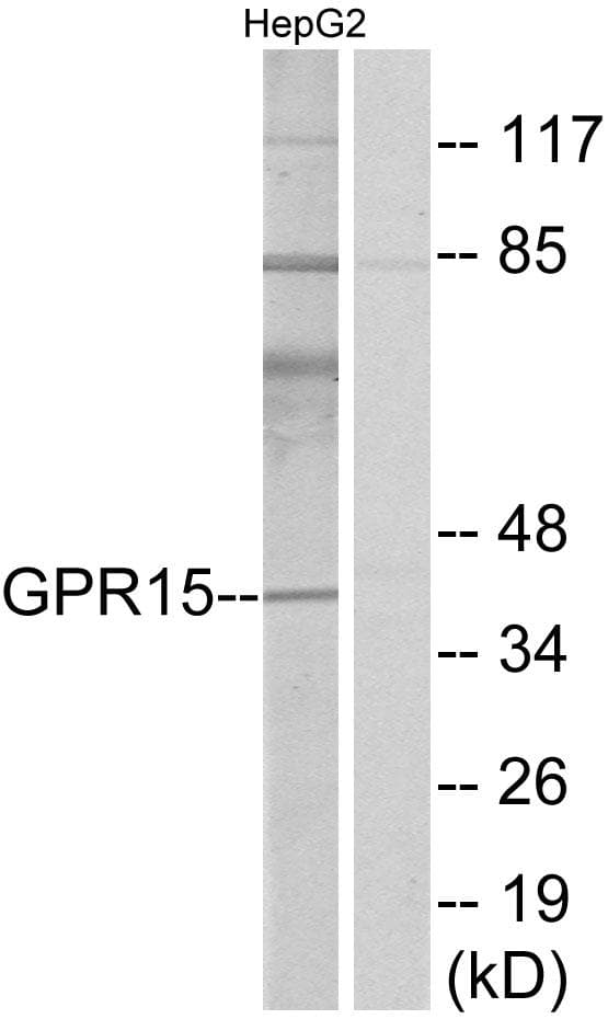 BOB / GPR15 Antibody
