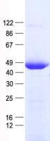 Human BCAT1 / ECA39 Protein (Recombinant His, N-Terminal)