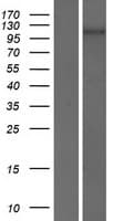 Human PCDH7 Protein (Over-Expression Lysate Myc-DDK (Flag))