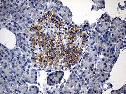 IL17B Antibody (clone OTI8F7)