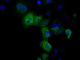 DCXR Antibody (clone OTI4D11)
