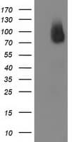 BCAR1 / p130Cas Antibody (clone OTI1B1)