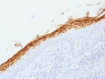 FLG / Filaggrin Antibody (clone FLG/1562, Azide-free, BSA-free)