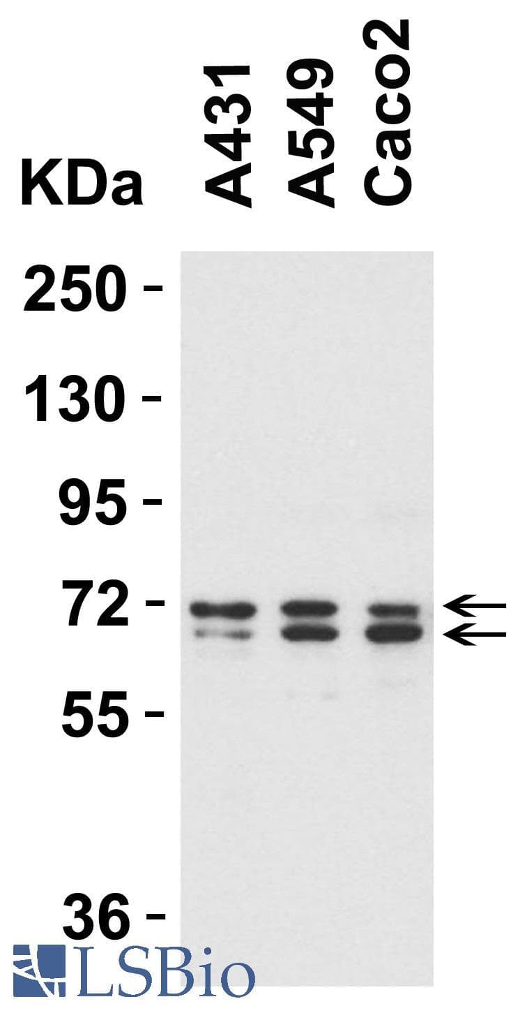 IHC-plus™ Polyclonal Rabbit anti-Human ATG16L1 / ATG16L Antibody (IHC, IF, WB)