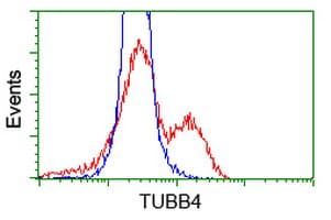 TUBB4 / Tubulin Beta 4 Antibody (clone OTI6E3)