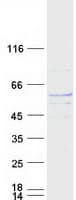 Human TUBA8 / Tubulin Alpha 8 Protein (Recombinant Myc-DDK (Flag))
