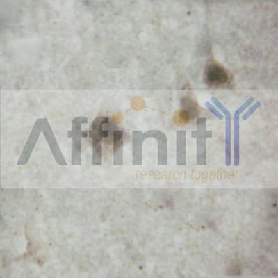 SOX2 Antibody