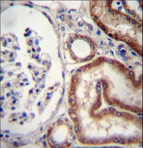 KSP32 / MIOX Antibody (aa1-30)