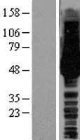 HS1BP3 Protein (Over-Expression Lysate Myc-DDK (Flag))