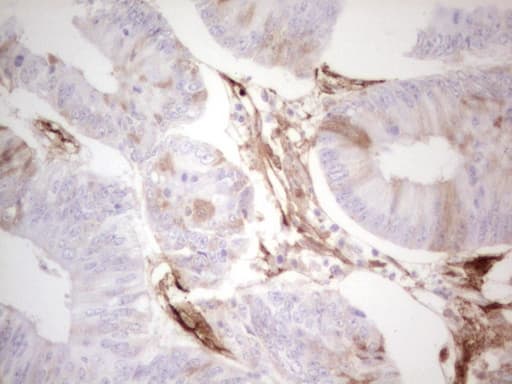 Adiponectin Antibody (aa19-244, clone OTI3G10)