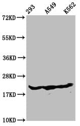 HIST1H1E Antibody
