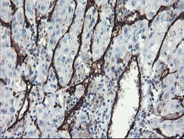 PECAM-1 / CD31 Antibody (clone OTI1D2)