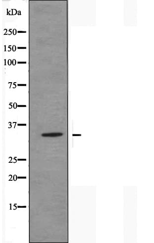 OR51E2 / PSGR Antibody