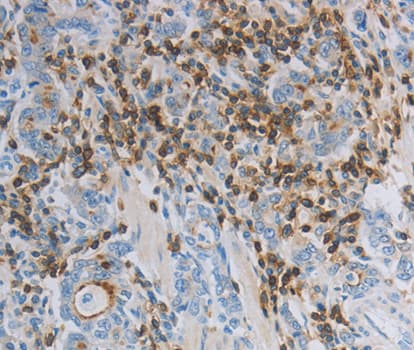 PARD6A / PAR6 Antibody