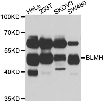BLMH Antibody
