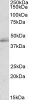 IHC-plus™ TIAL1 Antibody (aa105-119)