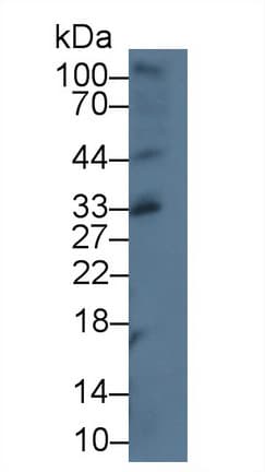 CXCL16 Antibody (aa31-241, Biotin)
