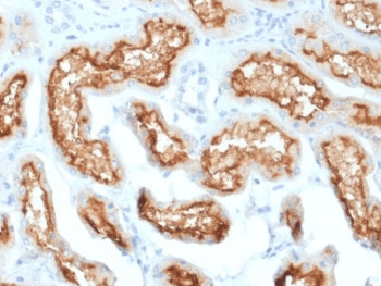 MME / CD10 Antibody (clone MME/1870, Azide-free, BSA-free)