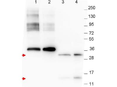 GDF15 Antibody (clone 23B3.D2.H5)