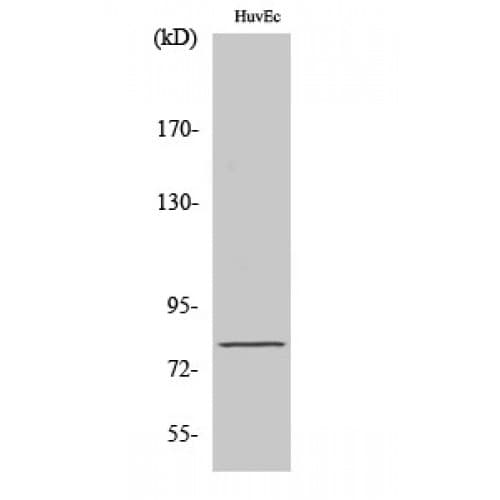 NOL10 Antibody (610-690 aa, C-terminal)