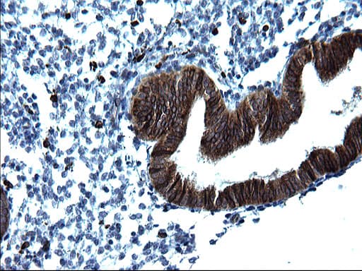 CD74 / CLIP Antibody (clone OTI1G10, Carrier-free)