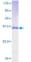 Human NUDT10 Protein (Recombinant GST)