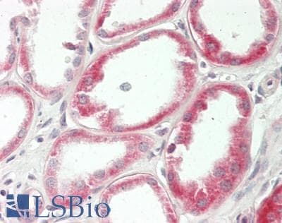 IHC-plus™ YWHAH / 14-3-3 Eta Antibody (Internal)
