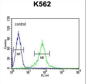 Polyclonal Rabbit anti-Human GAS2L1 Antibody (aa618-646, WB)