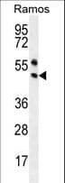 PAX5 Antibody (aa178-207)