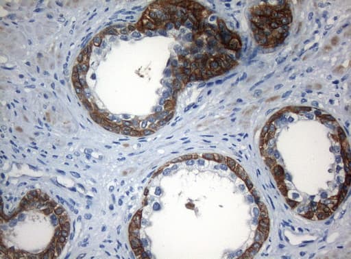 ZNF394 Antibody (aa1-296, clone OTI1G9)