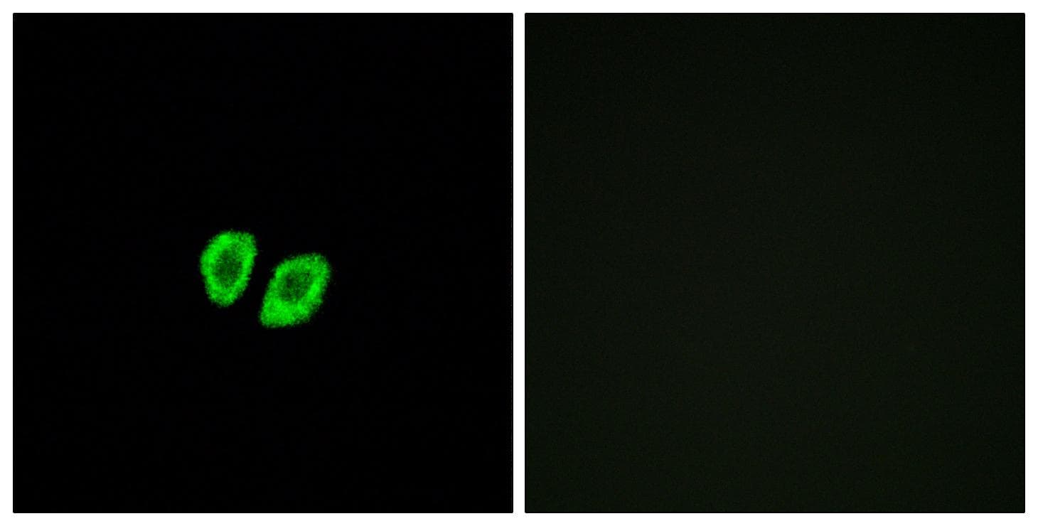RXFP4 / GPR100 Antibody