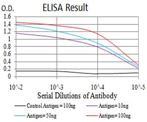 Monoclonal Mouse anti-Human RALB Antibody (clone 8A8A9, WB)
