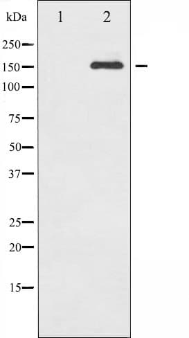 CD45 / LCA Antibody (phospho-Ser1007)