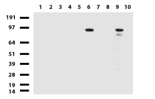 ALDH1L1 Antibody (clone UMAB45)