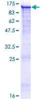 Human PDE8A Protein (Recombinant GST)