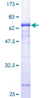 Human BTN2A1 Protein (Recombinant GST)