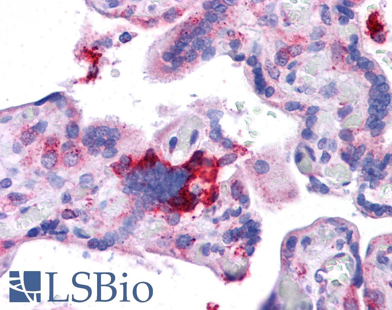 KITLG / SCF Antibody (aa180-229)