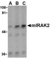 IRAK2 / IRAK-2 Antibody