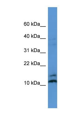 MAGOH Antibody (aa31-80)