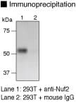 Monoclonal Mouse anti-Human CDCA1 / NUF2 Antibody (clone 4H9, WB)