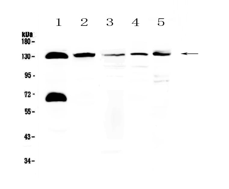 NEDD4L / NEDD4-2 Antibody