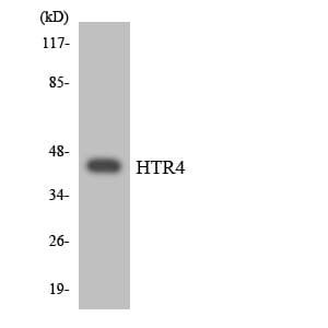 HTR4 / 5-HT4 Receptor Antibody (aa131-180)