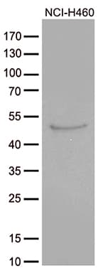 CRLF3 Antibody (clone OTI2A9)