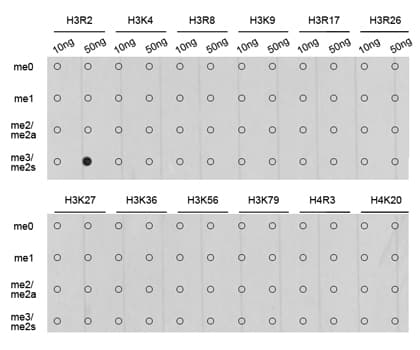 Histone H3 Antibody (Sym-Dimethyl-Arg2)
